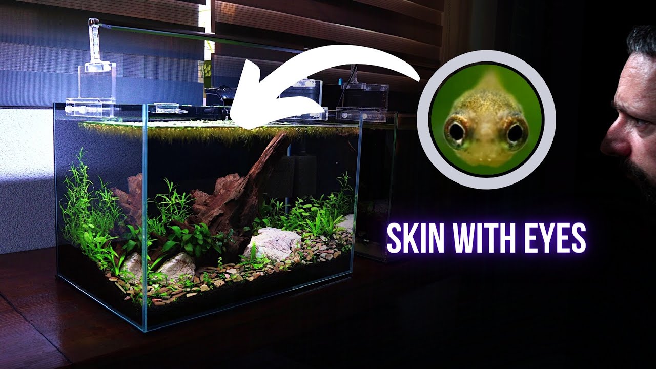 HUNDREDS of LITTLE EYES appeared after adding female SPARKLING GOURAMI | EP4 NANO COMMUNITY AQUARIUM