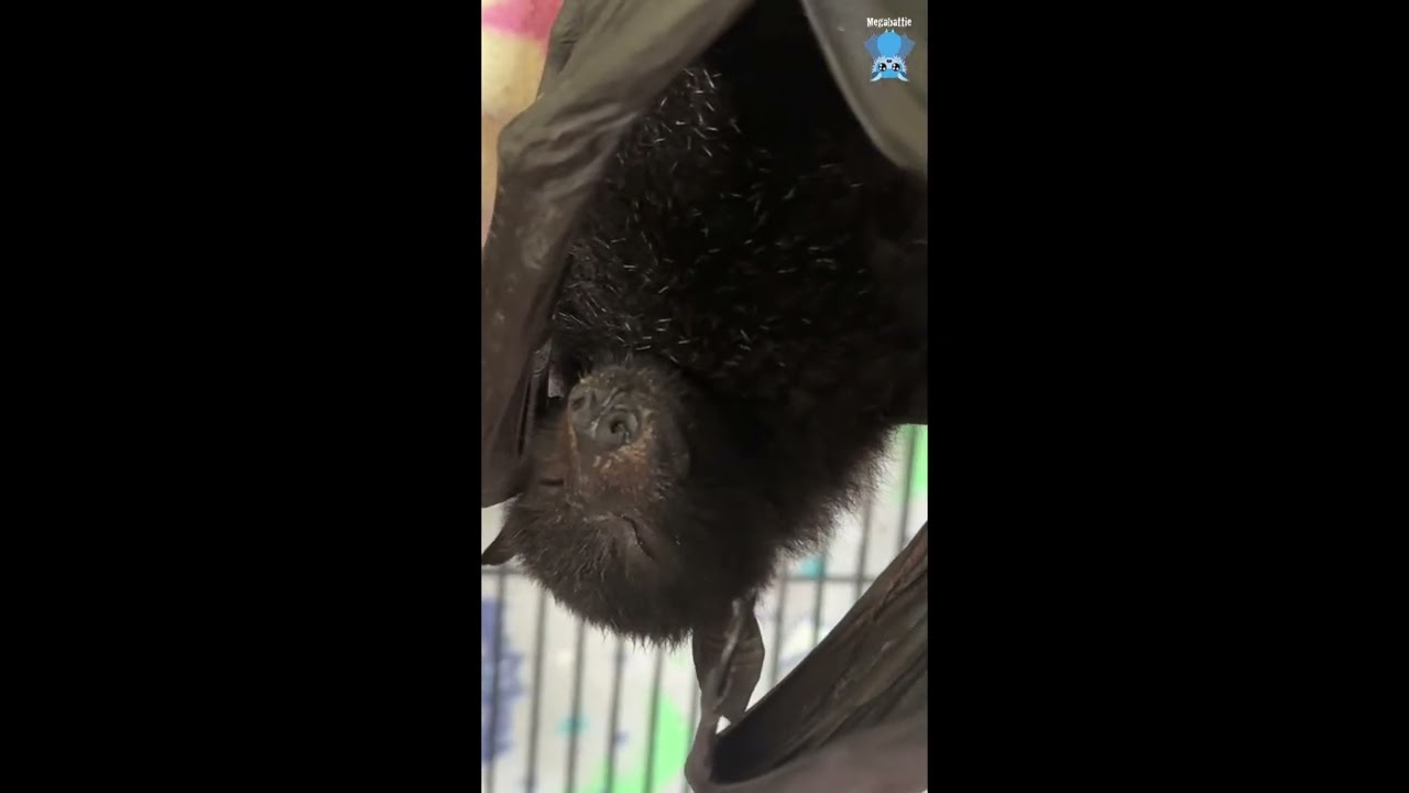 Daily life with Mandi;  Pretzel dreams of flying