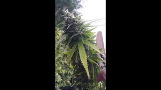 wake and bake with GingaSnapz  , can't sleep . lets chat  :)
