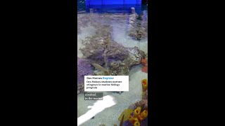 Stingrays, seahorses and crabs, oh my! Peek inside DMPS' marine class