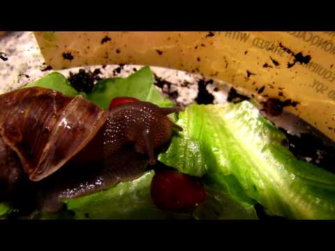 Rescued Snail Eating & Recovering
