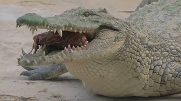 Fun Facts About Crocodiles You Didn