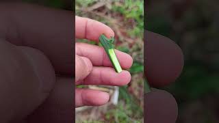 30秒教你學會如何嫁接柑橘果樹,切接嫁接,操作簡單易學,成活率高30 seconds to teach you how to graft citrus fruit trees,cut grafting 30秒教你學會如何嫁接柑橘果樹,切接嫁接,操作簡單易學,成活率高30 seconds to teach you how to graft citrus fruit trees,cut grafting