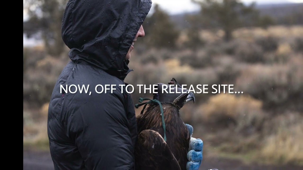 Golden Eagle Rescued, Rehabilitated and Released Back Into the Wild by Oregon Wildlife Hospital