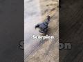 ORIGAMI SCORPION TUTORIAL FROM EASY ORIGAMI WORLD HOW TO MAKE PAPER SCORPION ORIGAMI STEP BY STEP 