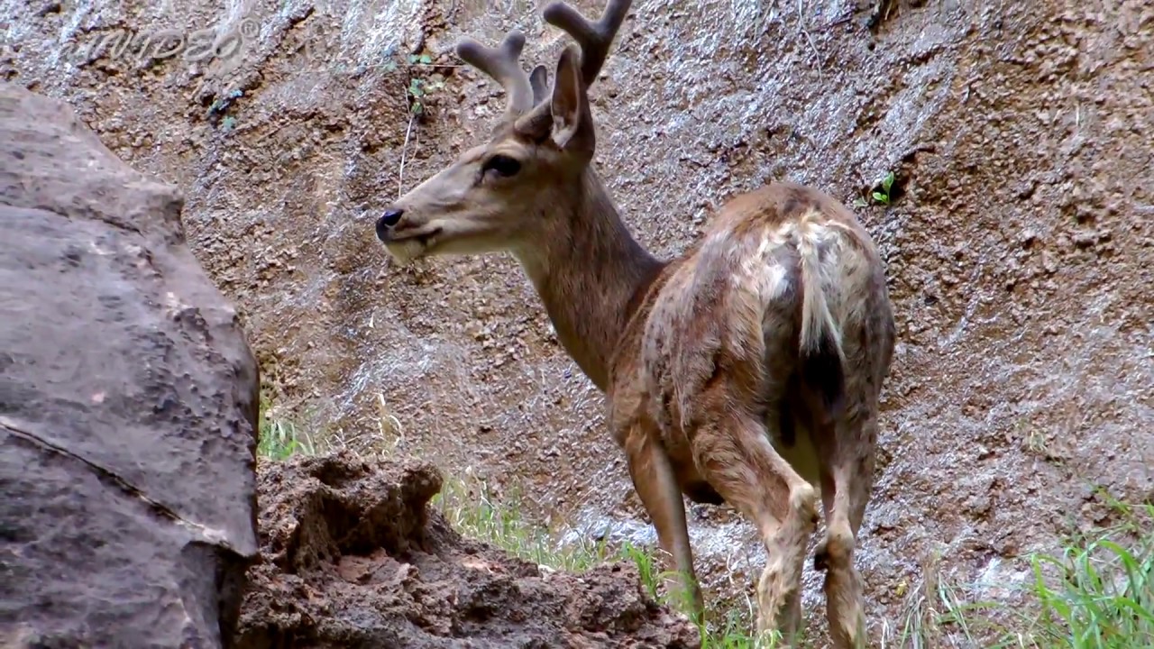 The Narrows at Zion national Park, Utah, 2014, a1VIDEO®