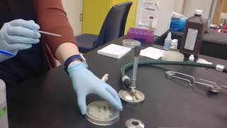 Heat Fixing Bacteria to a Slide