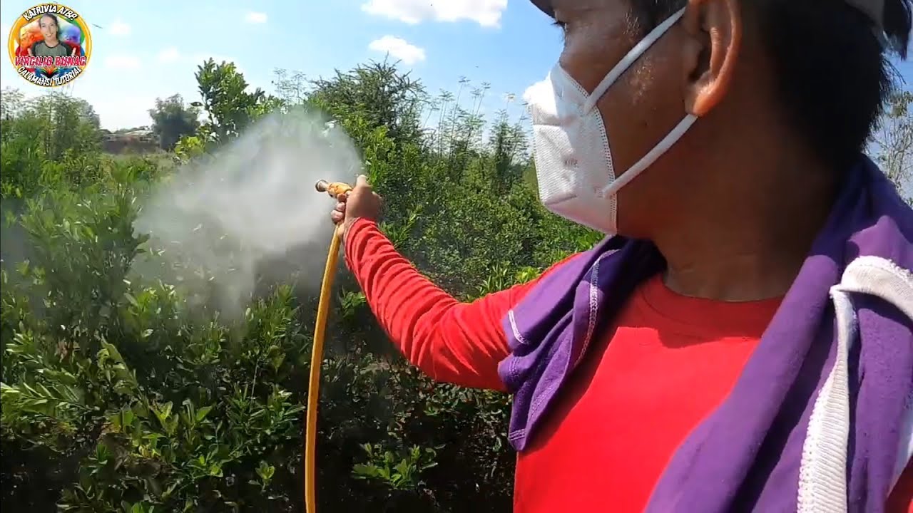 Paano alisin ang dapurak o lagkitan sa calamansi