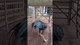 Kedatangan Ayam Baru Bangkok Super  pecintaayam ayambangkoksuper ayamjago