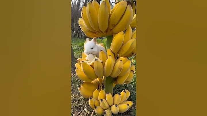 Video 2043551: maine coon cat kitten, food maine coon kittens, face cat maine coon, sweet pets