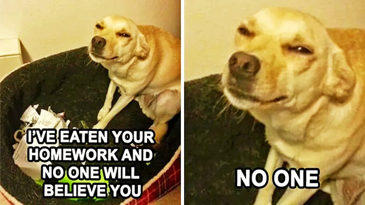 Wholesome Dog Memes That Instantly Make Your Day Better