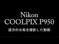 Nikon COOLPIX P950でバードウォッチング【文字修正版】