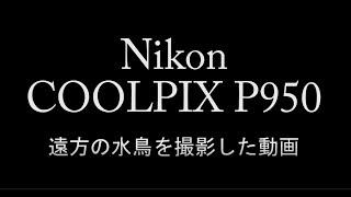 Nikon COOLPIX P950でバードウォッチング【文字修正版】