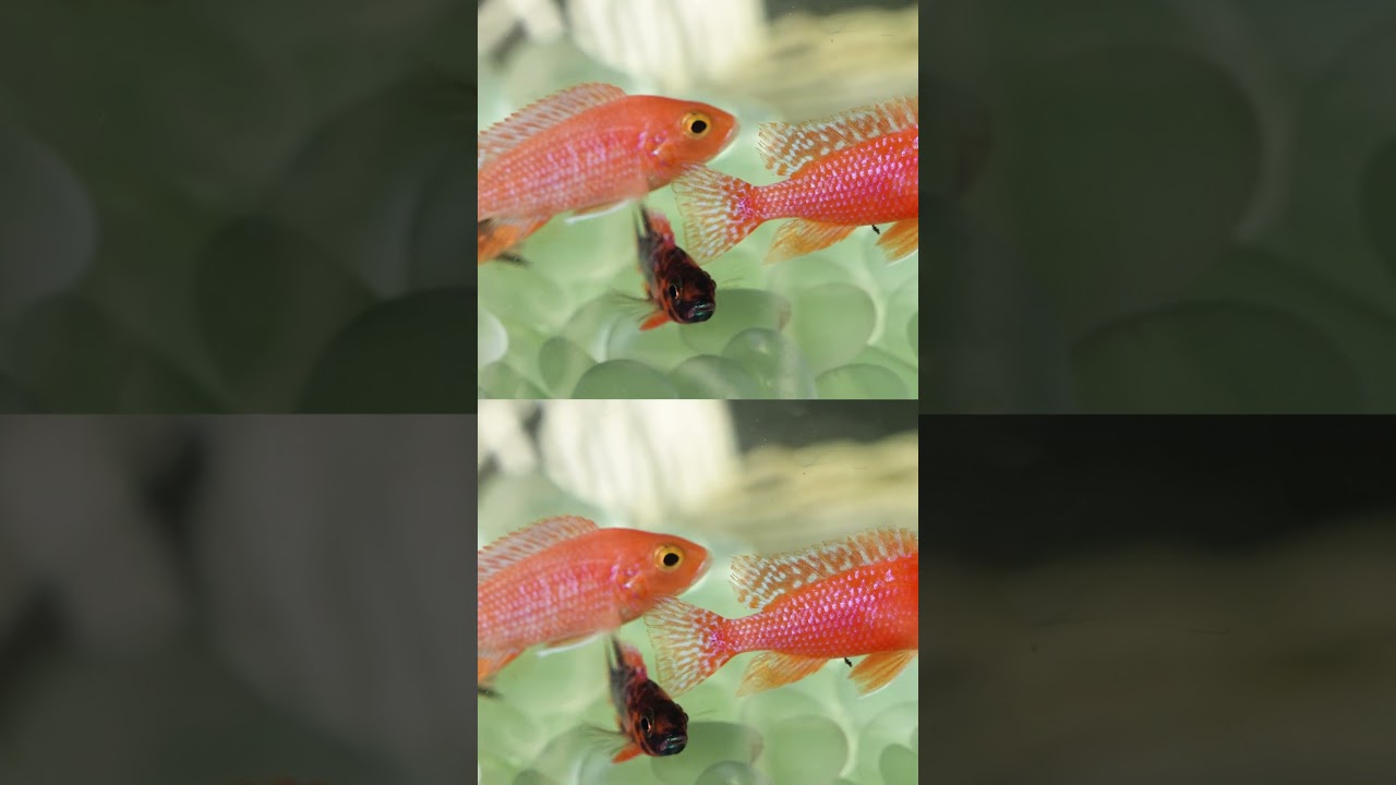 A burst of color for your tank! ☀️ Sunburst Cichlids bring vibrant hues and bold personality!