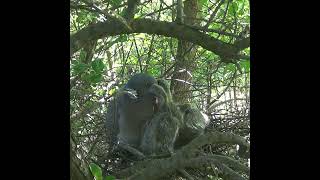 Дикий лесной голубь вяхирь кормит птенцов (Columba palumbus) #Shorts