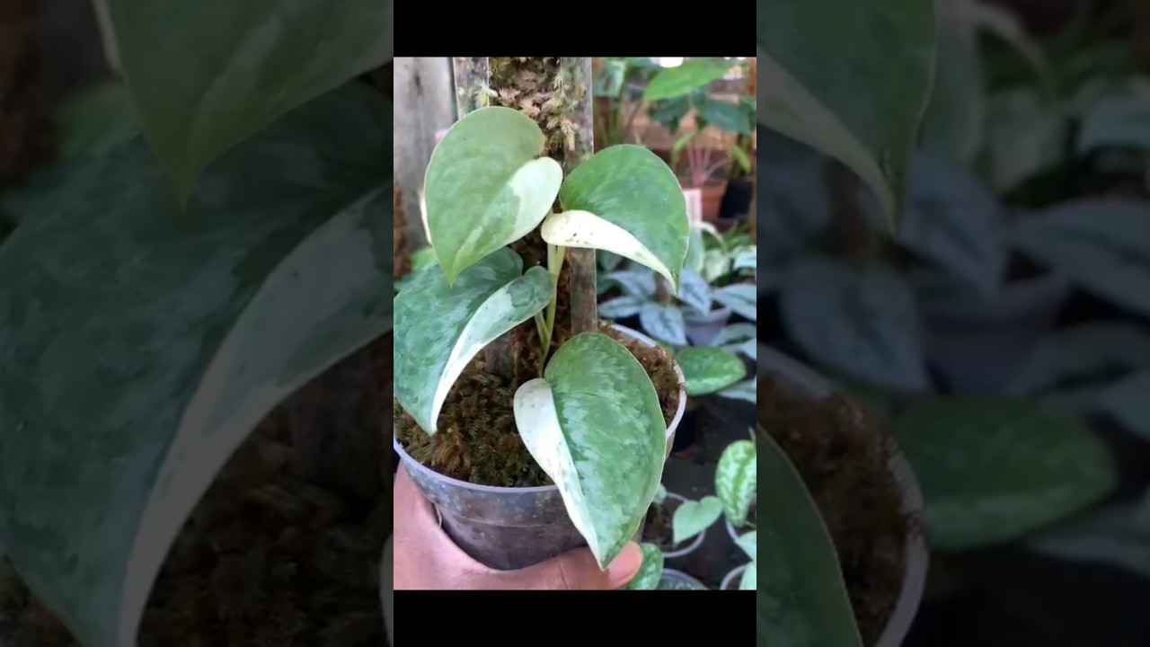 This is scindapsus silver cloud variegated 