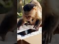 Monkey finds a Mystery Box 🎁🎁 😮😮 || what was inside 😮😮