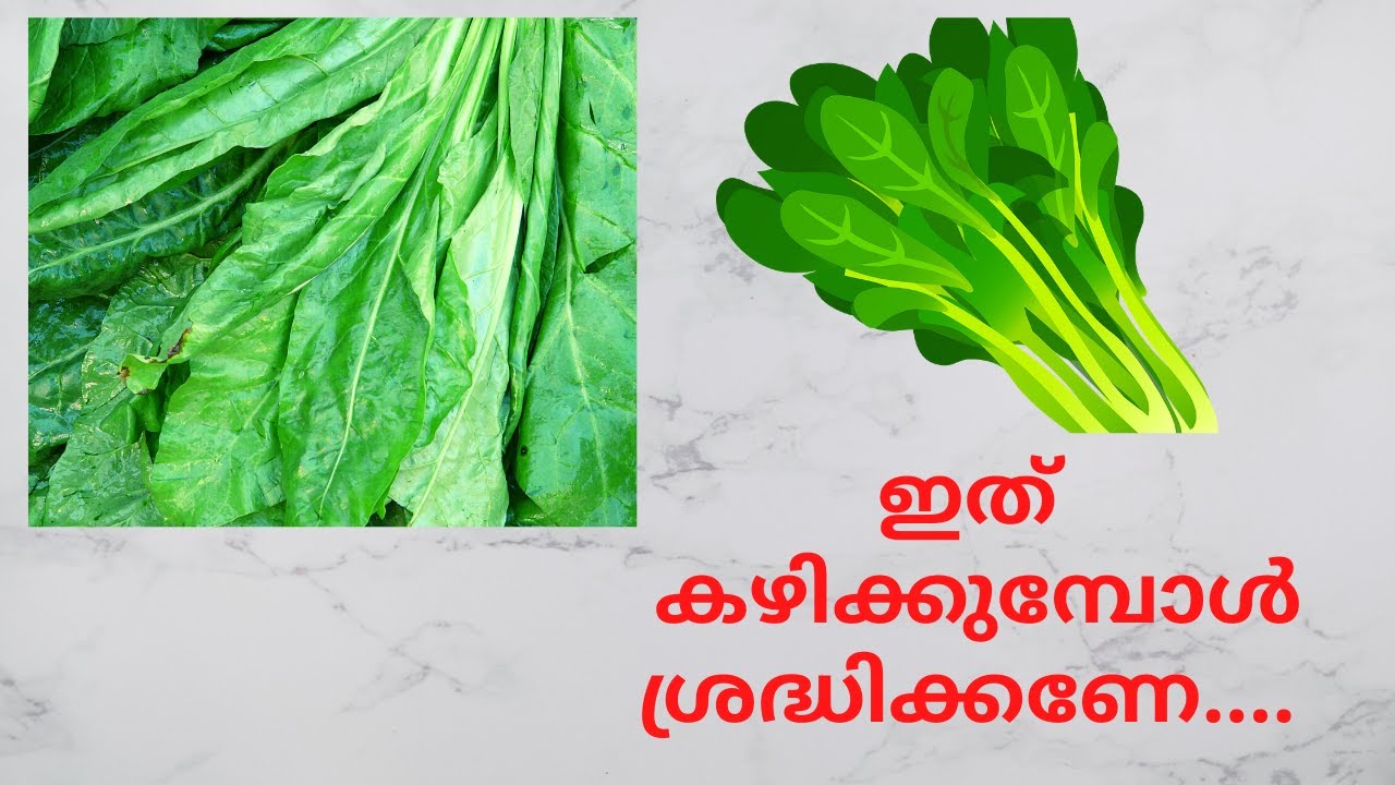 പാലക് കഴിക്കുന്നത്‌ കൊണ്ടുള്ള ഗുണങ്ങൾ പക്ഷെ... palak cheera malayalam