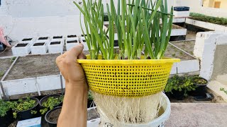 طريقة زراعة البصل الاخضر في الماء في المنزل في ٢٠ يوم فقط - hydrophobic onions