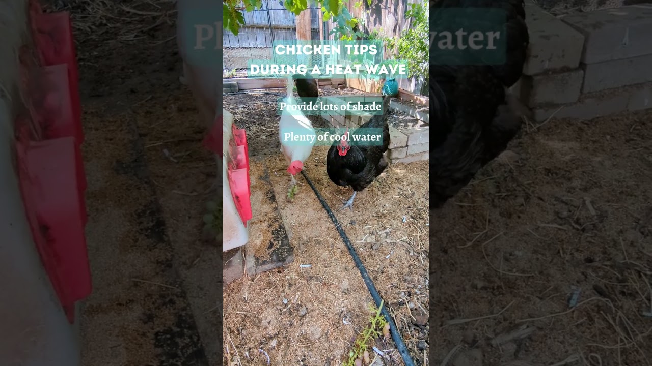 Chicken Heat Wave Tips - Keep Your Chickens Cool on the Hottest Summer Days 