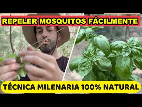 10 Plantas Para REPELER Mosquitos En 1 MINUTO!🦟Método Natural Sin Químicos!