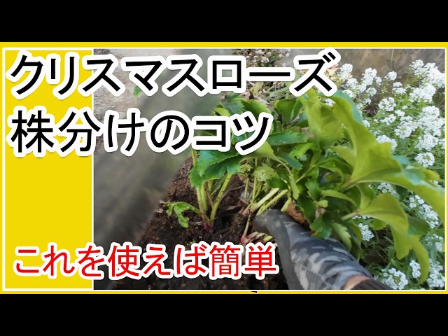 クリスマスローズの株分けが驚くほど簡単に｜初心者向け、失敗しない