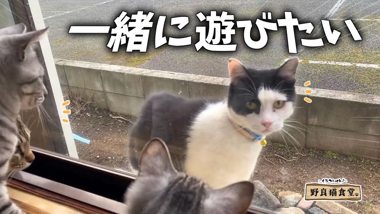 【野良猫食堂】看板猫たちと一緒に遊びたいと毎日通う常連猫🐱