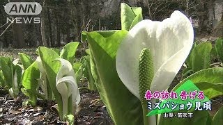 春の訪れ告げるミズバショウ見ごろ　山梨・笛吹市(14/03/29)