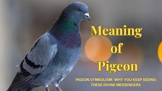 What is the meaning of pigeon | Pigeon Symbolism: Why You Keep Seeing These Divine Messengers