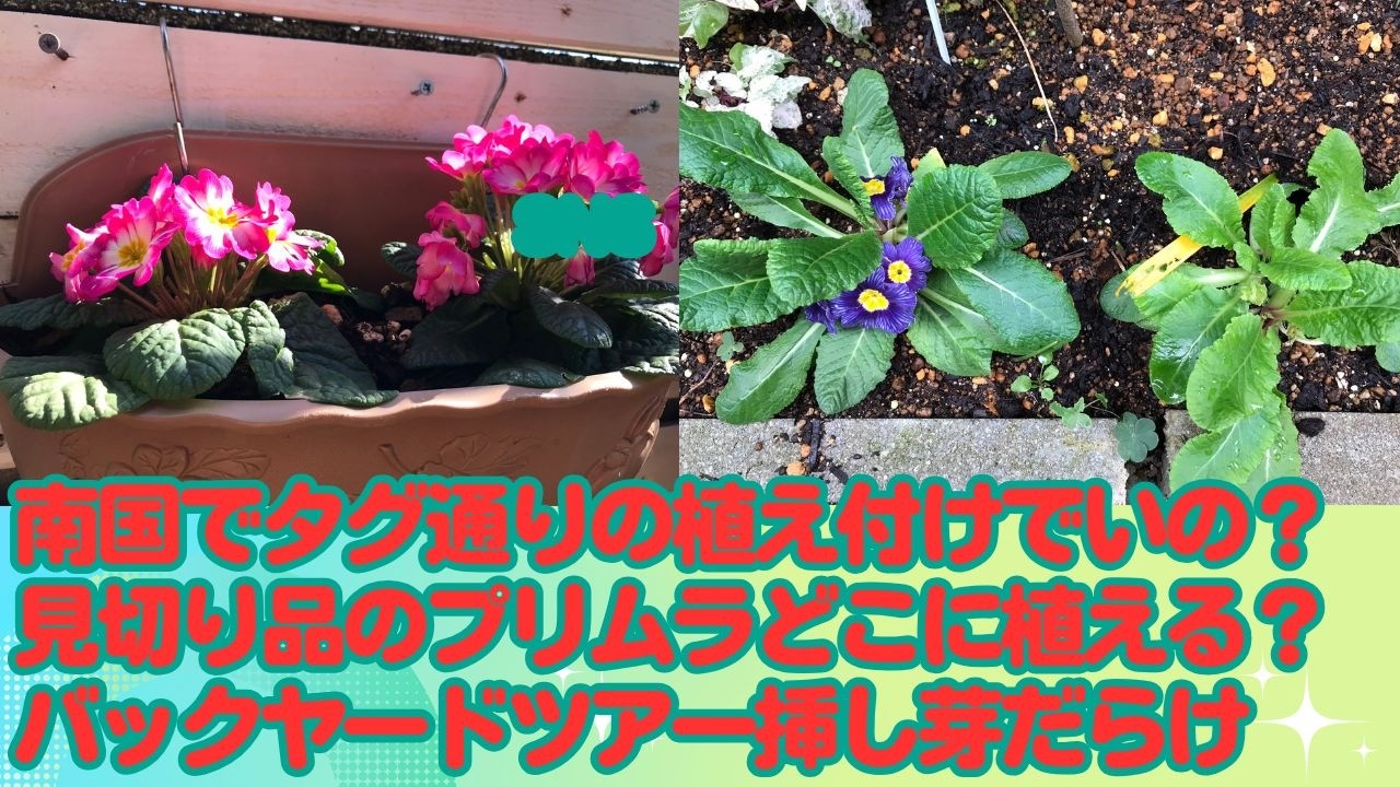南国の花の植え付けタグ通りでいいの？
