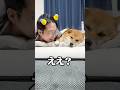 なんだかんだ主を愛してるごんちゃん🩷　#柴犬 #shorts