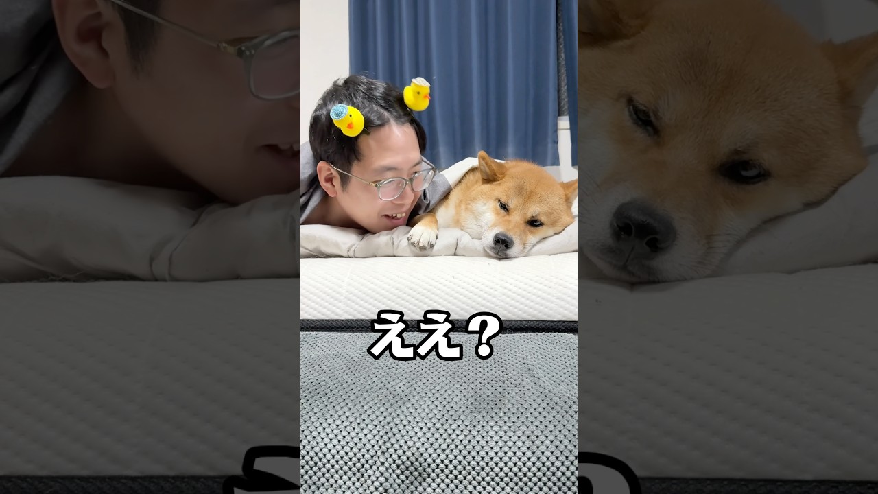 Gon-chan loves his master no matter what 🩷 #ShibaInu #shorts