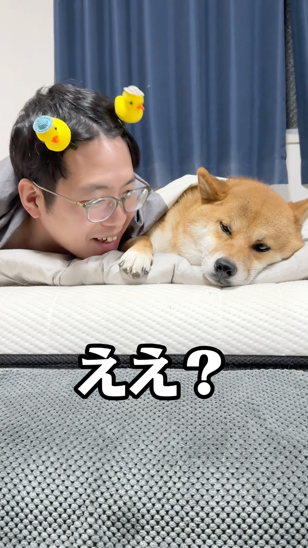 ごんちゃん Gon-chan loves his master no matter what 🩷 #ShibaInu #shorts