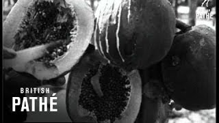 The Free Lunch Trees... Of Florida (1922)