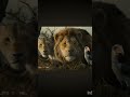 THE LION KING|timon and pambaa comedy scene Simba mass plan#shortvideo#thelionkingmovie