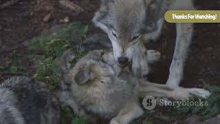 What Are Wolves and How Do They Communicate? 🐺 Incredible Wolf Facts for Kids!