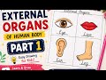 External organs of human body #viral #shortsfeed #humanbody #externalorgans  #ytshort #easydrawing