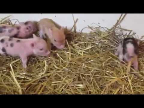 ТОПовая подборка 2016 - Няшные детеныши животных