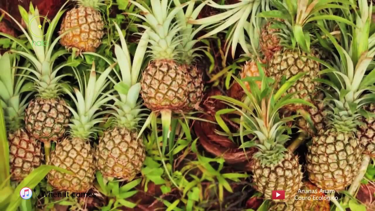 Cuero hecho con hojas de Piña - YouTube