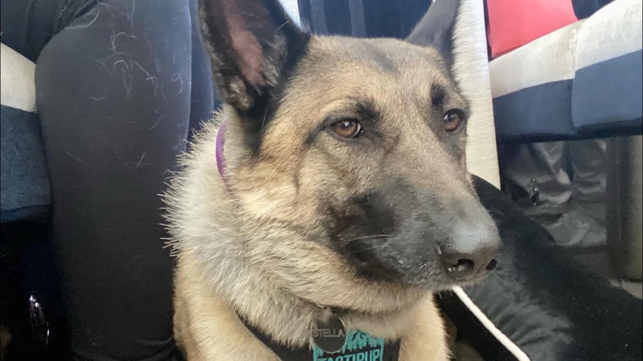 Let’s learn some basic dog commands together. YouTube