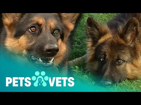 THE GERMAN SHEPHERD WHO IS A BEHAVIOURAL THERAPIST | DOGS WITH JOBS