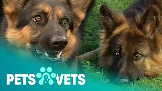 The German Shepherd Who Is A Behavioural Therapist | Dogs with Jobs