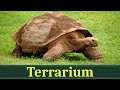 Слоновая черепаха, или галапагосская черепаха (лат. Chelonoidis elephantopus)