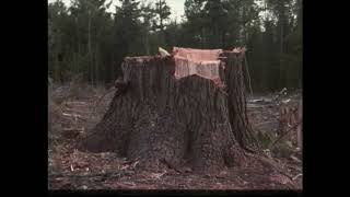 Minnesota White Pine Story