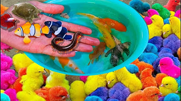 Bắt cá cảnh dễ thương trong ao nhỏ, rùa con, cá koi, cá sấu, cá dạ quang