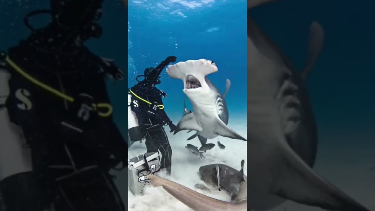 Акула молот 