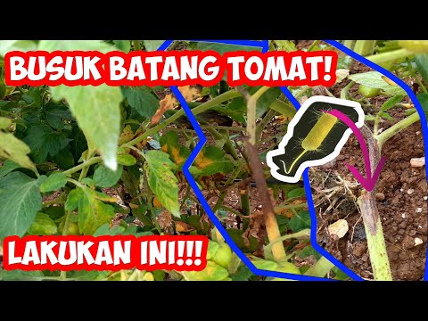 Video: Buah Tomato Berongga - Apa Yang Perlu Dilakukan Apabila Tanaman Tomato Berongga