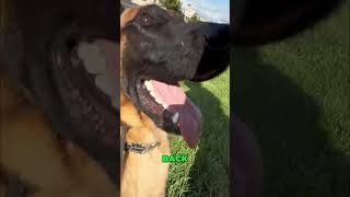 Dog Training: Correcting Unwanted Behavior and Predatory Instincts! #shorts