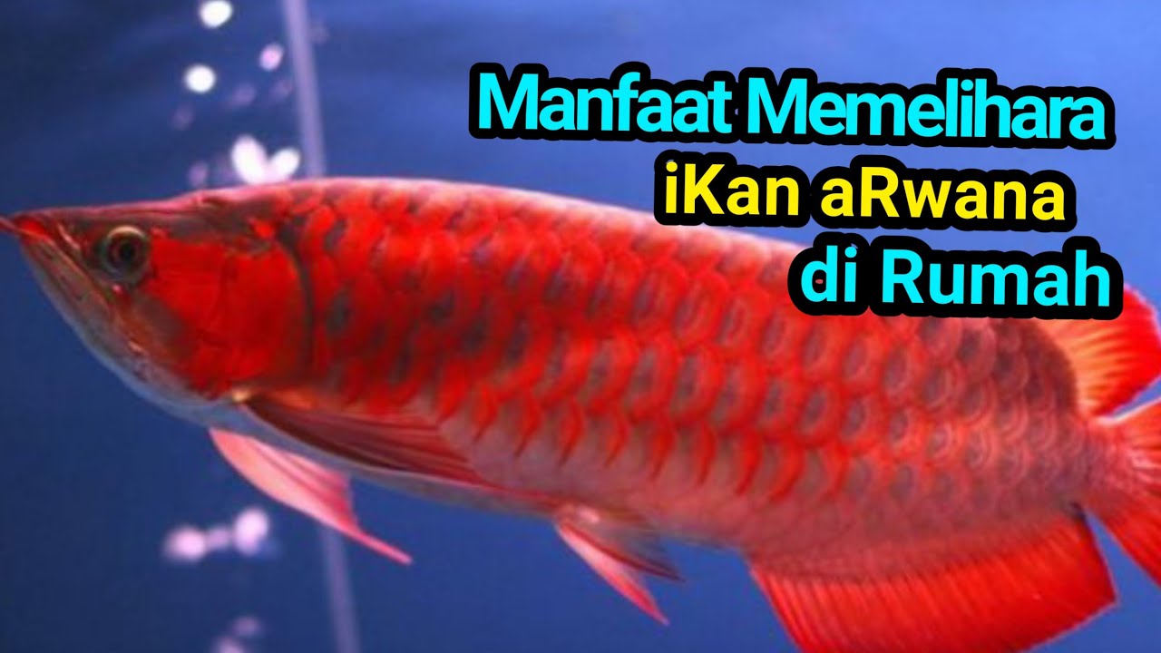Manfaat Ikan Arwana Manfaat Ikan Arwana