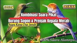 Kombiasi Suara Prenjak Kepala Merah Dan Sogon || Suara Keras || Asli Suara Alam